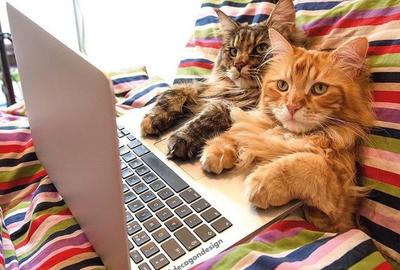 Pantelimon, Spital, Marcu Armasul, bloc reabilitat, cash Pantelimon, Spital, Marcu Armasul, bloc reabilitat, cash - 1