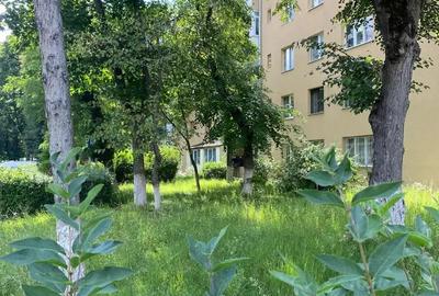 Chirie Petuniei 3 Chirie Petuniei 3 - 5