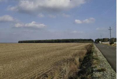 Teren extravilan Varvoru de Jos, jud Dolj - 6
