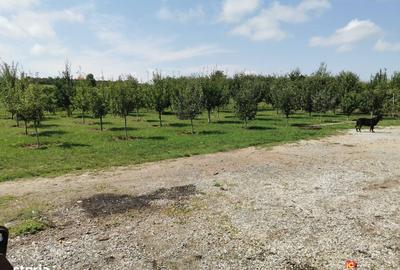 Spațiu comercial, în Nou - 4