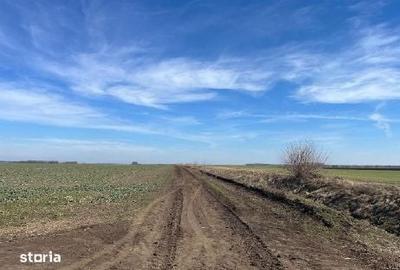 Teren de 5000 mp, în Dor Mărunt - 6