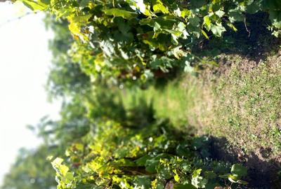 Casa cu etaj ?i gradina - 9