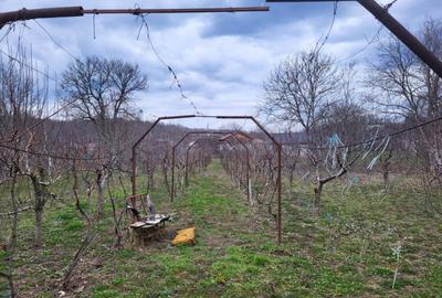 Casă cu 3 camere cu Teren 2800 Mp în Răcoasa - 8