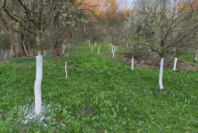 Teren de 3350 mp, în Sâmbotin - 6