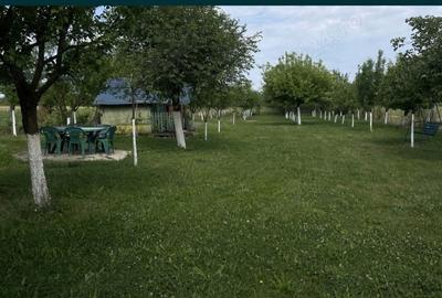 Teren de 10000 mp, în Pișchia - 4