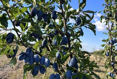 Spațiu comercial, în Otvești - 1