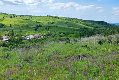Teren de 5000 mp, în Boboci - 4