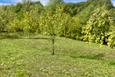 Teren 9.800 mp – Investiție ideală în mijlocul naturii | 10€/mp - Comision 0% - 6
