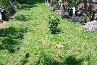 Teren de 1000 mp, în Băbana