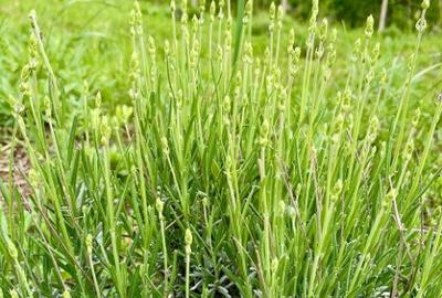 Terenuri extravilane Cozieni, jud. Buzau 70000mp - 10