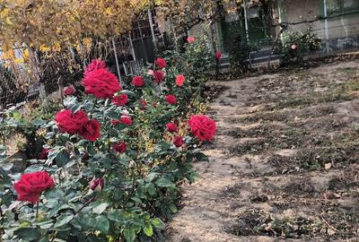 Direct de la proprietar - 1