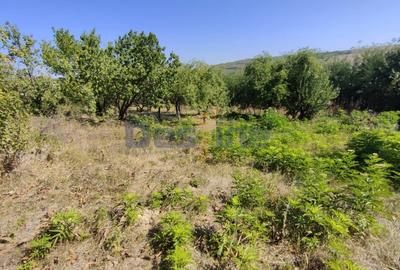 Casa langa PĂDURE + anexe + 6400 mp TEREN intravilan - sat HĂRPĂȘEȘTI - 2