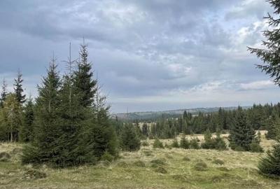 Teren de 2300 mp, în Beliș - 3