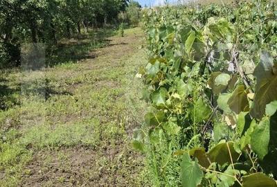 Casa, teren, anexe Un?eni, Burle?ti - Proprietate cu poten?ial! - 3