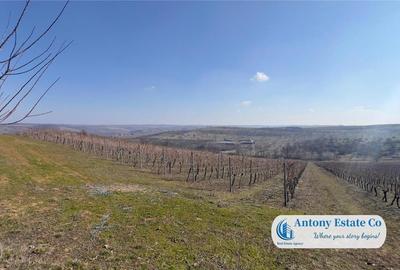 Teren de 675000 mp, în Marghita - 1