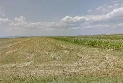 Teren de 6390 mp, în Cernătești - 5