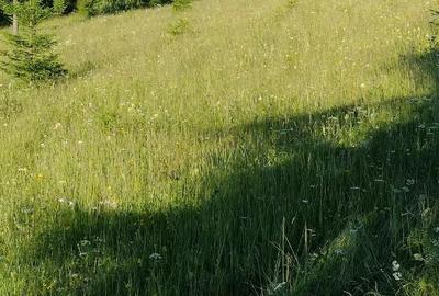 Teren de 25000 mp, în Șaru Dornei - 7