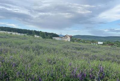 Teren de 16500 mp, în Bârsău - 2