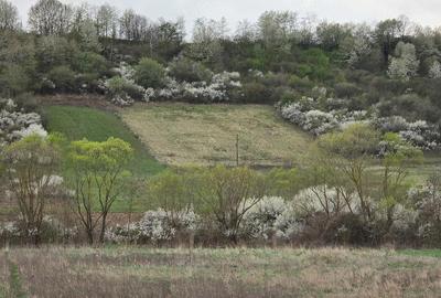 Teren de 5011 mp, în Hidiș