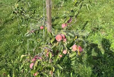 Casa de Vanzare GORNESTI- Renovata 2025 semifinisata. - 4