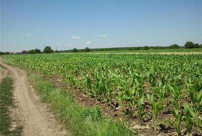 Teren de 3600 mp, în Moara Vlăsiei - 4