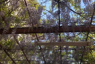 Vila deosebita de vanzare, P+1 Vila deosebita de vanzare, P+1 - 9