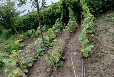 Teren Construcții intravilan de 1650 mp, în Vărsătura - 3