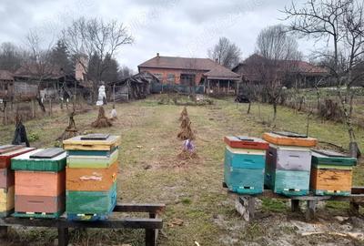 Casă în Feniș - 4