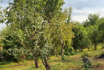 Vand teren intravilan de constructii,situat in Cisnadie,zona centrala - 5