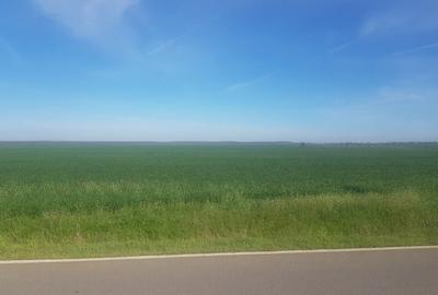 Teren intravilan arabil 55.400 m.p. Vasilati, Jud. Calarasi - 5