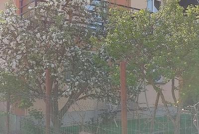 Casă cu Teren 600 Mp în Viișoara - 2