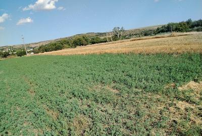 Teren de 2700 mp, în Central