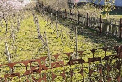 Teren de 1552 mp, în Dubova