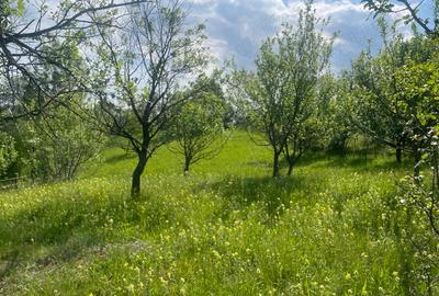 Teren de 5000 mp, în Schiulești - 5