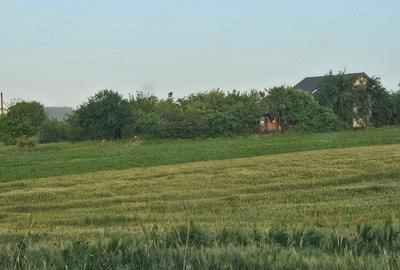 Teren de 11860 mp, în Călugăreni - 6