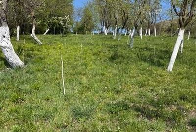 Teren de 1317 mp, în Ineu