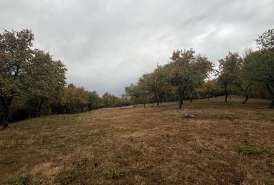 Teren de 2614 mp, în Sohodol