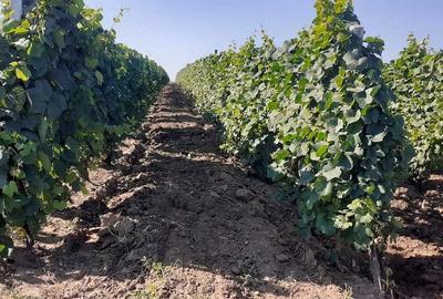 Teren de 2400 mp, în Cârligele