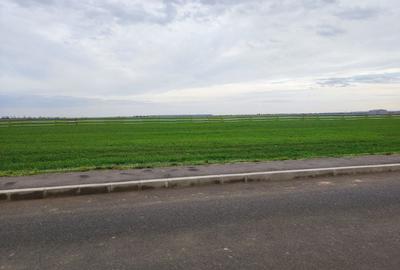 Teren de 5000 mp, în Brănești - 1