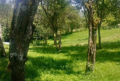Casă cu Teren 3000 Mp în Sohodol - 3