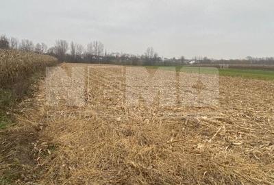 Teren Construcții intravilan de 6400 mp, în Frătăuții Noi - 2