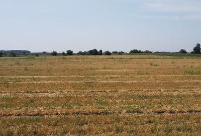 Teren Construcții intravilan de 1500 mp, în Moara Vlăsiei - 3