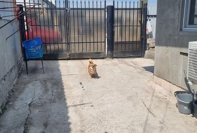 Casă cu 3 camere cu Teren 250 Mp în Central