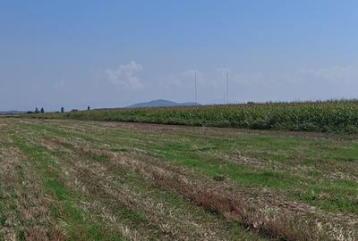 Teren agricol intravilan de 35000 mp, în Hălchiu - 4