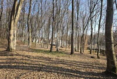 Teren intravilan de 3000 mp, în Făget