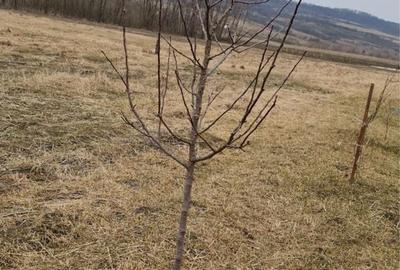 Teren de 10000 mp, în Blăjenii de Jos - 12