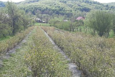 Teren de 3500 mp, în Ștefănești