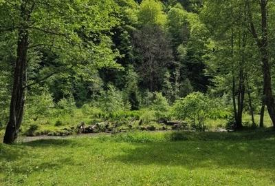 Teren Construcții intravilan de 1775 mp, în Sătic - 4
