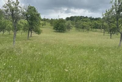 Teren de 27510 mp, în Teregova - 3