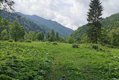 Teren de 5000 mp, în Brateș